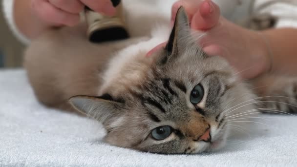 Cuidado com o cabelo de gato. Cuidados com animais — Vídeo de Stock