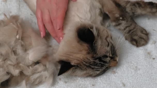 Kattenhaar verzorging. Huisdierverzorging — Stockvideo