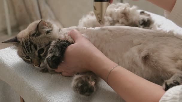 Cuidado del pelo de gato. Cuidado de mascotas — Vídeo de stock