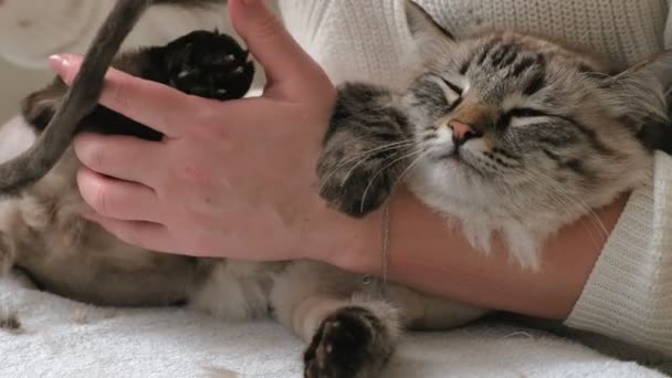 Kattenhaar verzorging. Huisdierverzorging — Stockvideo