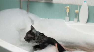 Bir kadın tuvalette bir kediyi yıkıyor..