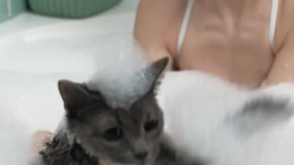 Жінка купає кота у ванній . — стокове відео