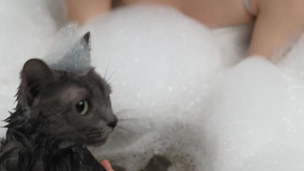 Une femme baigne un chat dans la salle de bain . — Video