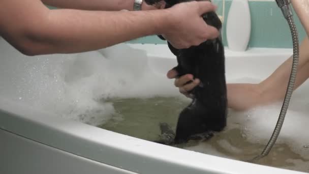 Une femme baigne un chat dans la salle de bain . — Video