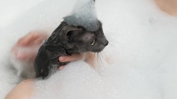 Une femme baigne un chat dans la salle de bain . — Video