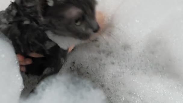 Une femme baigne un chat dans la salle de bain . — Video