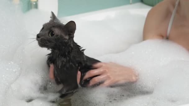 En kvinna badar en katt i badrummet. — Stockvideo