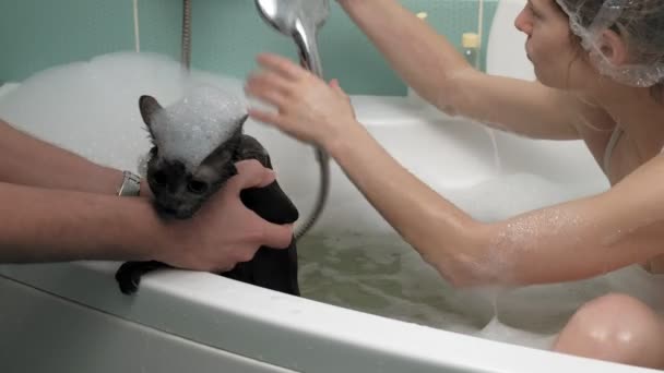 A woman bathes a cat in the bathroom. — Stock Video