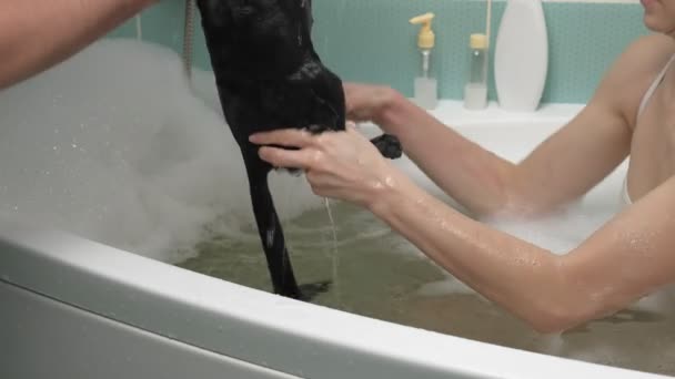 Eine Frau badet eine Katze im Badezimmer. — Stockvideo