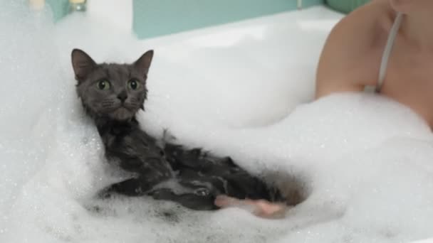 Een vrouw baadt een kat in de badkamer. — Stockvideo