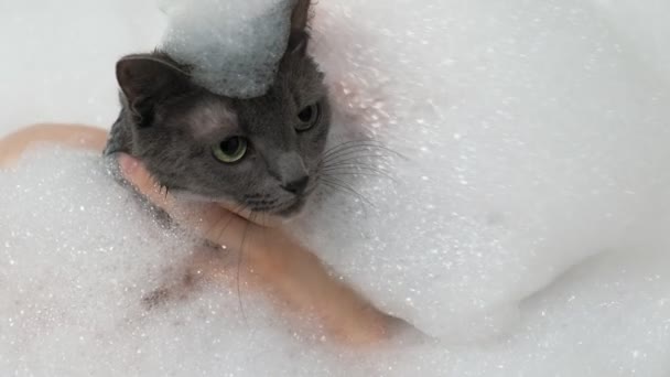 Женщина купает кошку в ванной . — стоковое видео