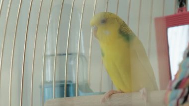 Büyük bir kafeste bir çift muhabbet kuşu.