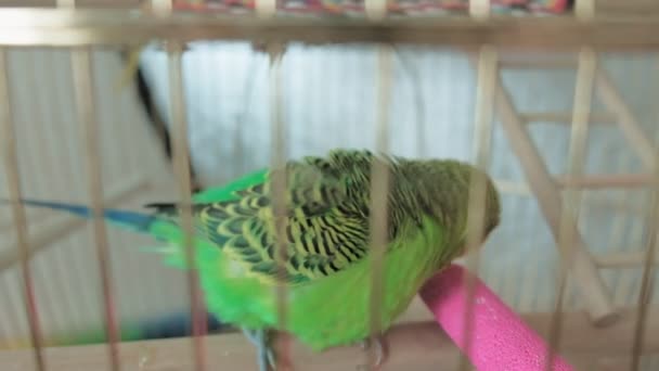 Ζευγάρι του budgerigar σε ένα μεγάλο κλουβί — Αρχείο Βίντεο