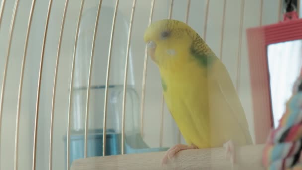 Dvojice budgerigarů ve velké kleci — Stock video