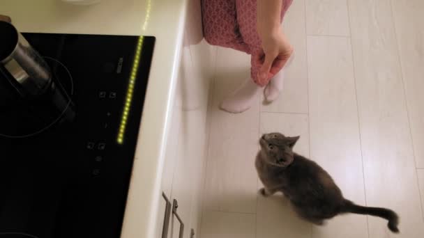 Μια γυναίκα ταΐζει μια γάτα στην κουζίνα.. — Αρχείο Βίντεο