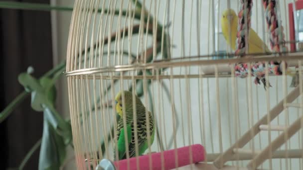 Ζευγάρι του budgerigar σε ένα μεγάλο κλουβί — Αρχείο Βίντεο