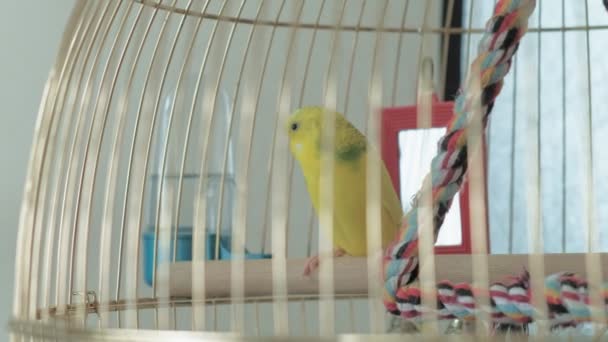 Dvojice budgerigarů ve velké kleci — Stock video