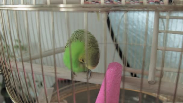 Pair of budgerigar in a large cage — Stock Video