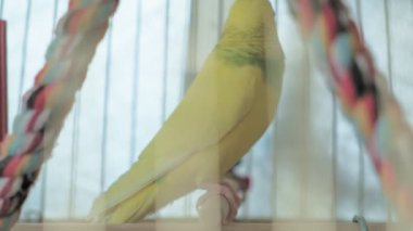 Büyük bir kafeste bir çift muhabbet kuşu.