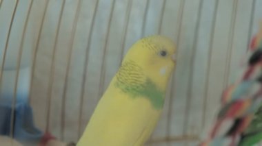 Büyük bir kafeste bir çift muhabbet kuşu.