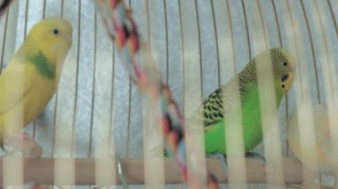 Büyük bir kafeste bir çift muhabbet kuşu.