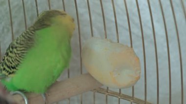 Büyük bir kafeste bir çift muhabbet kuşu.