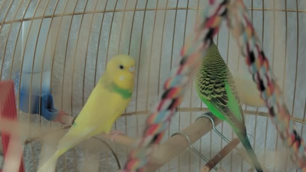 Dvojice budgerigarů ve velké kleci — Stock video