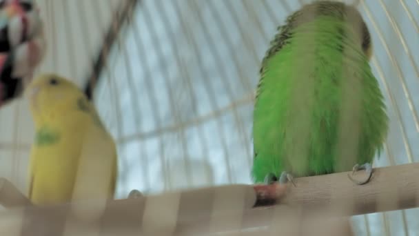 Coppia di budgerigar in una grande gabbia — Video Stock