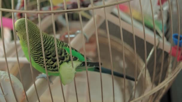 Pair of budgerigar in a large cage — Stock Video