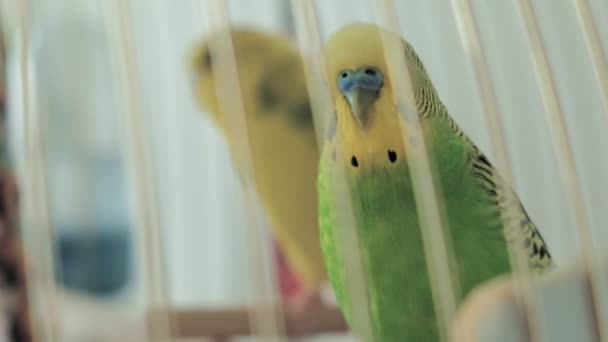 Dvojice budgerigarů ve velké kleci — Stock video