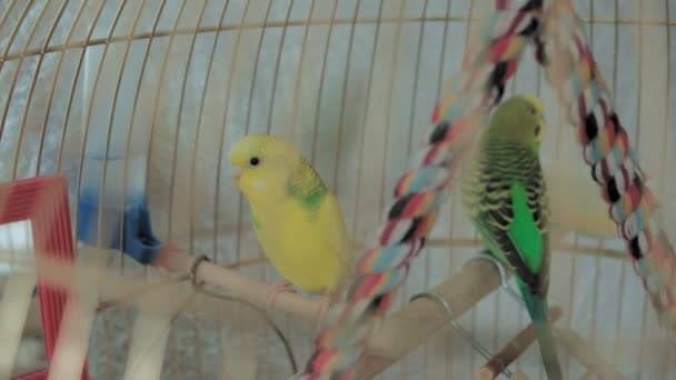 Par av budgerigars i et stort bur – stockvideo