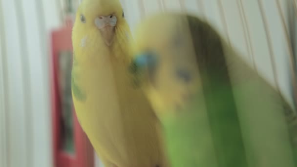 Dvojice budgerigarů ve velké kleci — Stock video