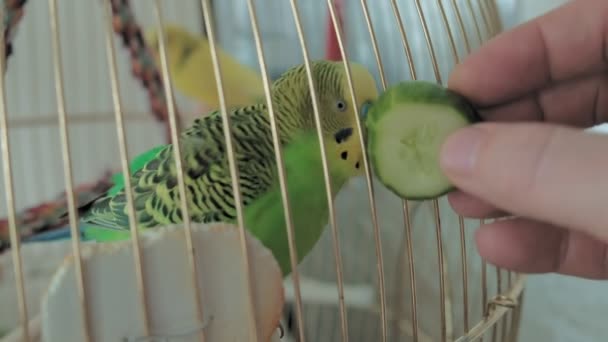 Coppia di budgerigar in una grande gabbia — Video Stock