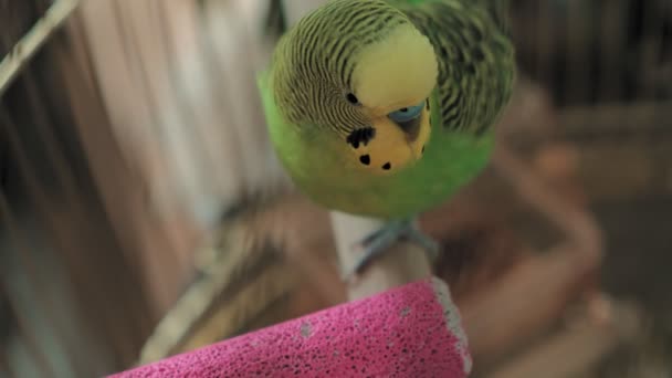 Par de budgerigar em uma gaiola grande — Vídeo de Stock