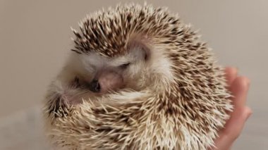 Bir adam kirpi evcil hayvanını elinde tutar..