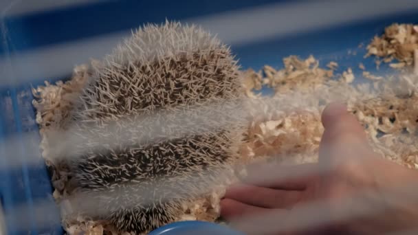 Ein Mann holt einen Igel aus einem Käfig. — Stockvideo