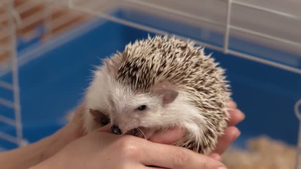 A man holds a hedgehog pet in his hands. — Stock Video