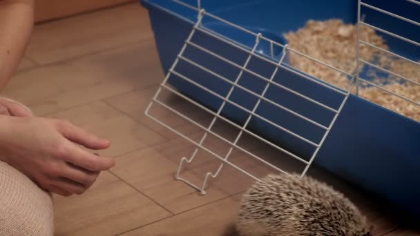 Der heimische Igel krabbelt in der Nähe des Käfigs — Stockvideo