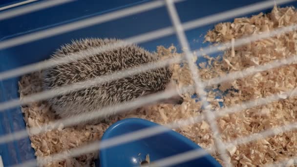 Pet hedgehog in the cage.