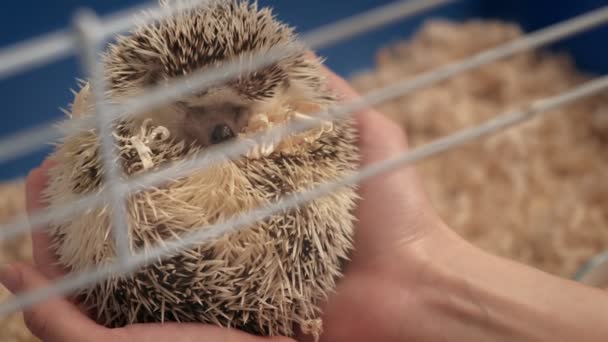 A man takes out a hedgehog from a cage. — Stock Video