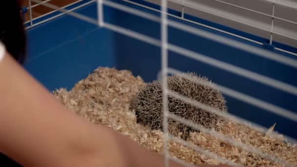 Un hombre pone serrín en una jaula de una mascota erizo . — Vídeo de stock