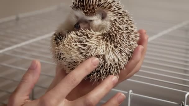 Een man houdt een egel huisdier in zijn handen. — Stockvideo