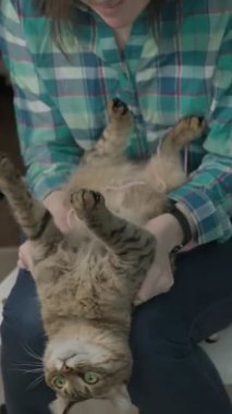 Genç bir kadın bir kediyle oynuyor. dikey video