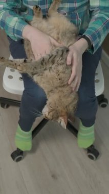 Genç bir kadın bir kediyle oynuyor. dikey video