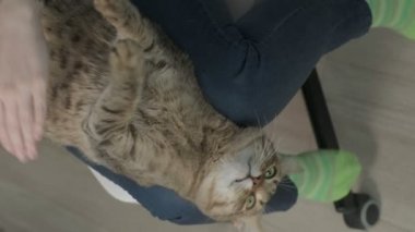 Genç bir kadın bir kediyle oynuyor. dikey video