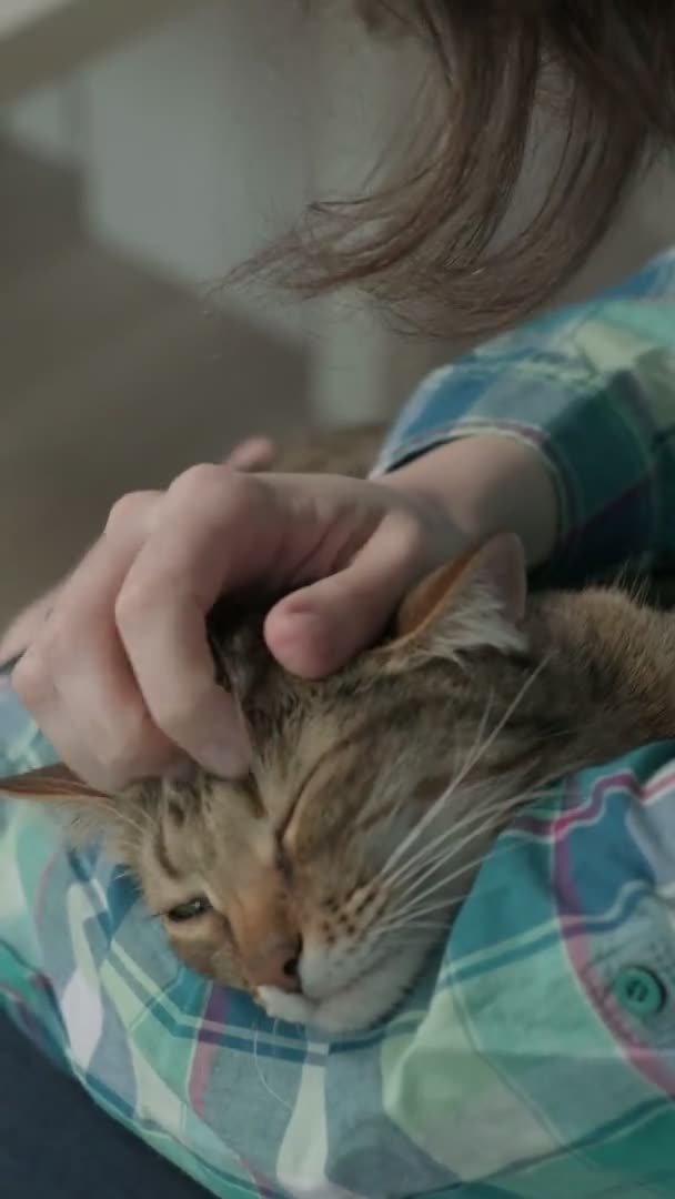 Junge Frau spielt mit einer Katze. vertikales Video — Stockvideo