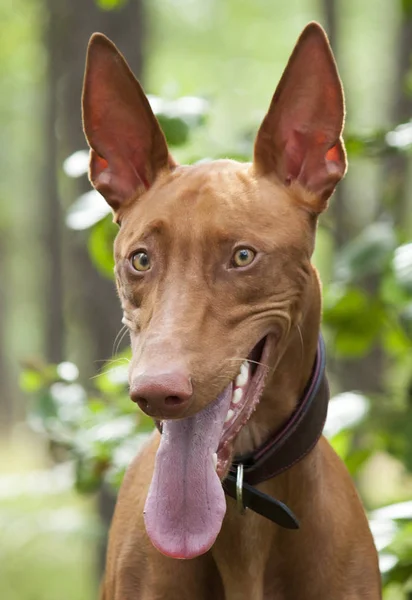 Portrait of the Pharaoh hound against the background of the wood Stock Picture