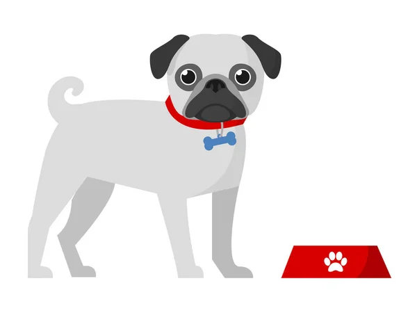 Kase ile izole şirin pug.