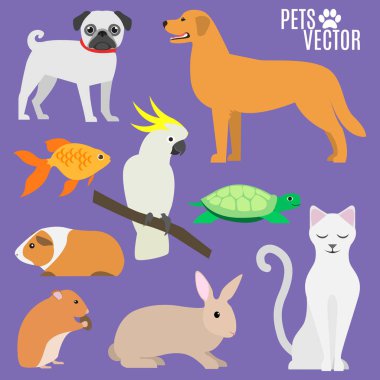 En sevilen pets kümesi.