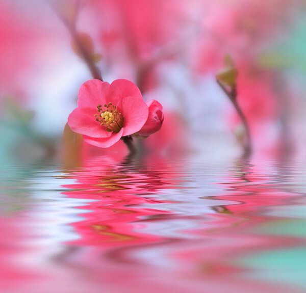 Цветы, отраженные в воде, спа-концепция
...